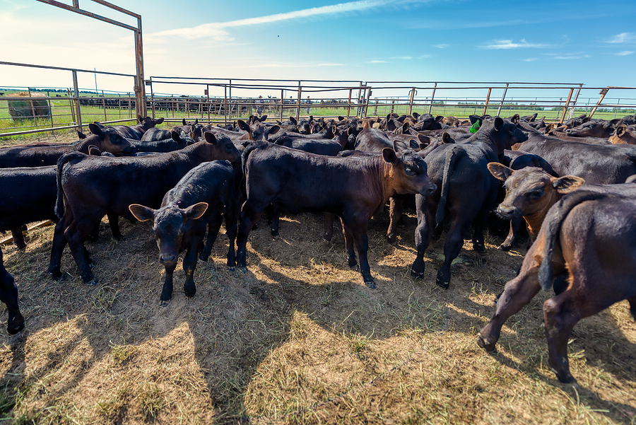 Group of black Angus calves inside a cattle yard