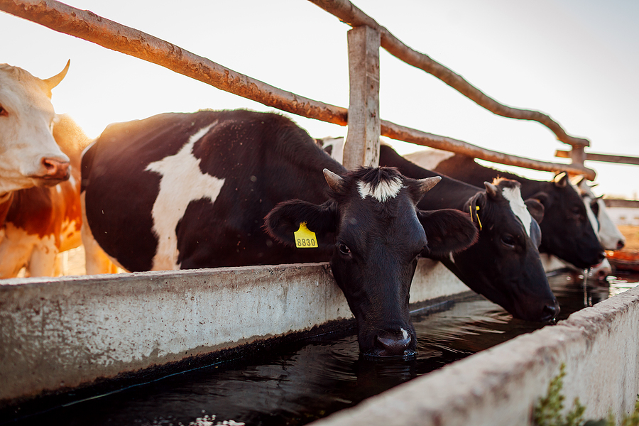 Cattle drinking water on cattle yard 